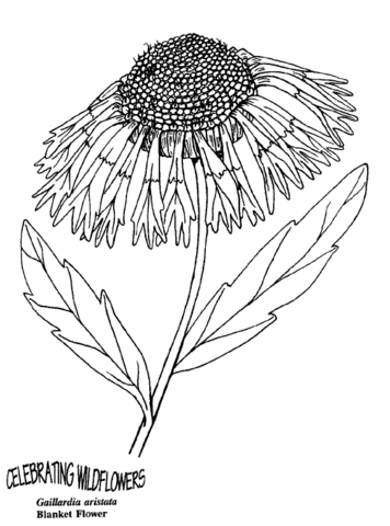 Blanket Flower Coloring Page